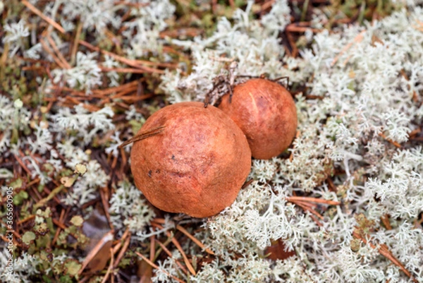 Fototapeta Group of edible boletus edulis with red hat grows on white moss on summer day in the forest.
