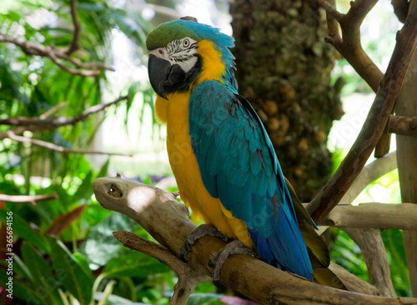 Obraz カラフルなオウム