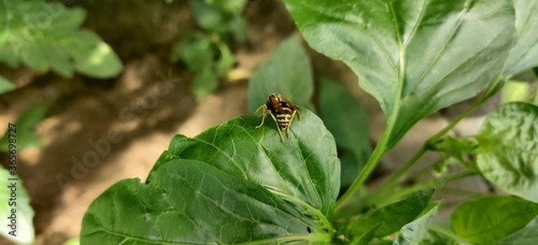 Fototapeta wasp on a leaf