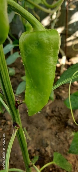 Fototapeta green pepper plant