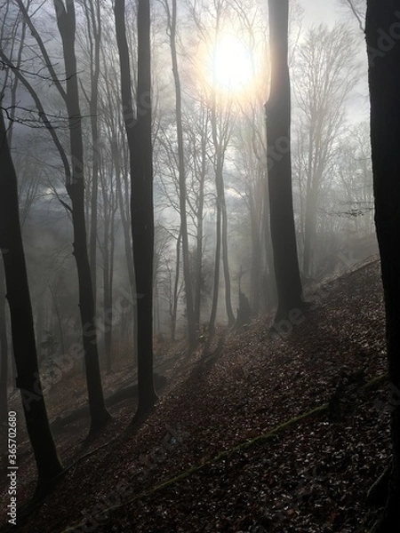 Obraz Dämmerung Nebel
