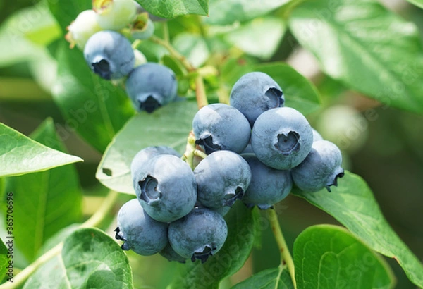 Fototapeta close up on fresh blueberry on the tree