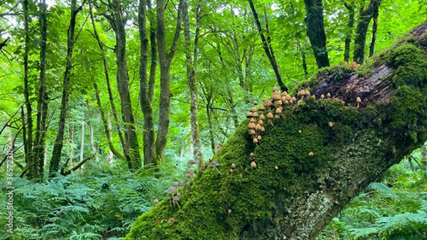 Obraz tree in the forest