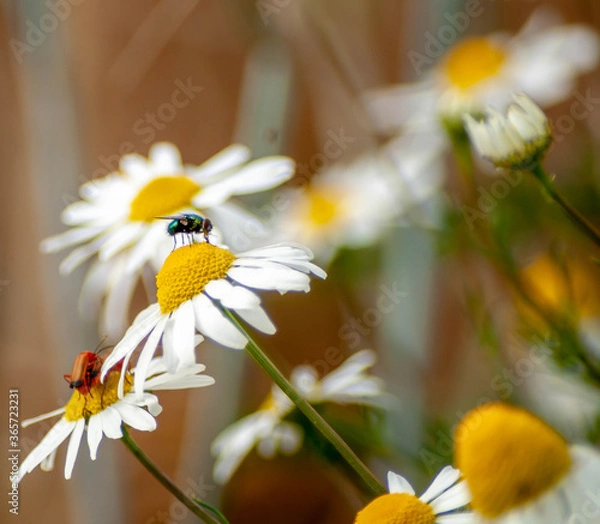 Obraz sumer plant nature insect