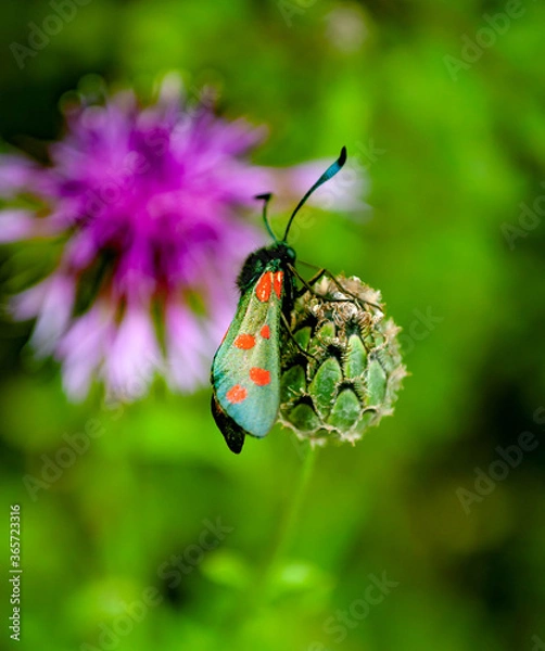Obraz butterfly in forest