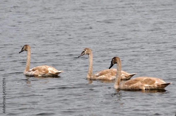 Obraz young swans