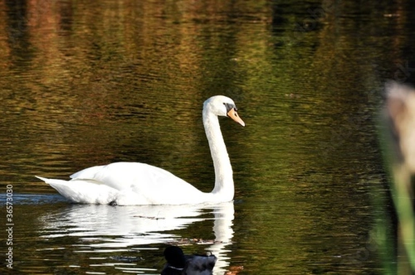 Fototapeta Swan