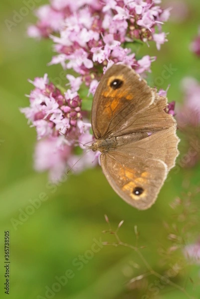 Obraz Großes Ochsenauge, Maniola jurtina