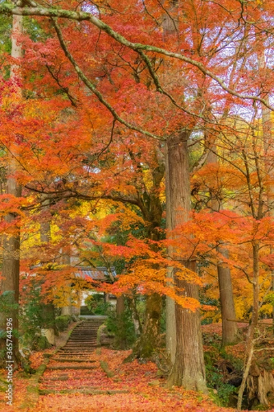 Obraz 龍穏寺紅葉