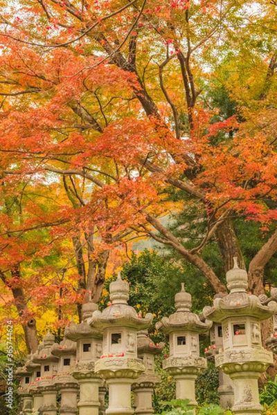 Obraz 紅葉　勝尾寺