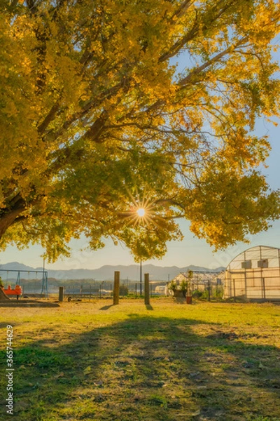 Obraz 大和の大イチョウ