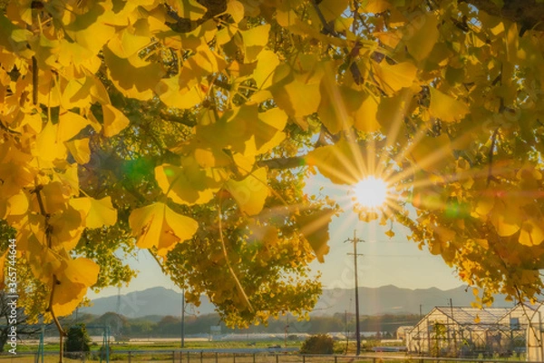 Obraz 大和の大イチョウ