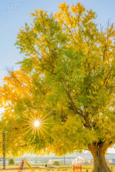 Obraz 大和の大イチョウ