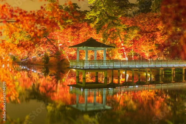 Obraz 岡崎東公園　紅葉