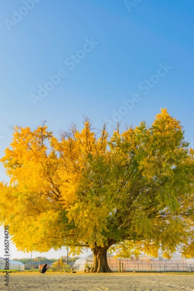 Obraz 大和の大イチョウ