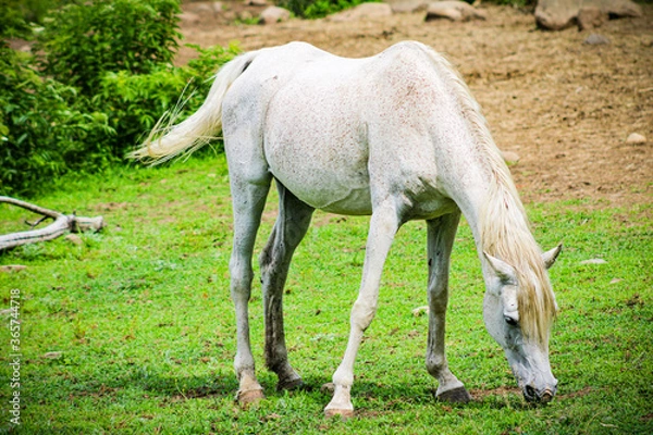 Obraz Caballo en el campo comiendo 