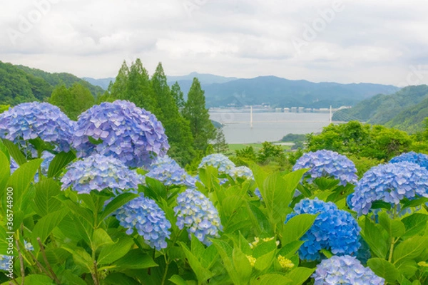 Obraz 紫陽花　アジサイ