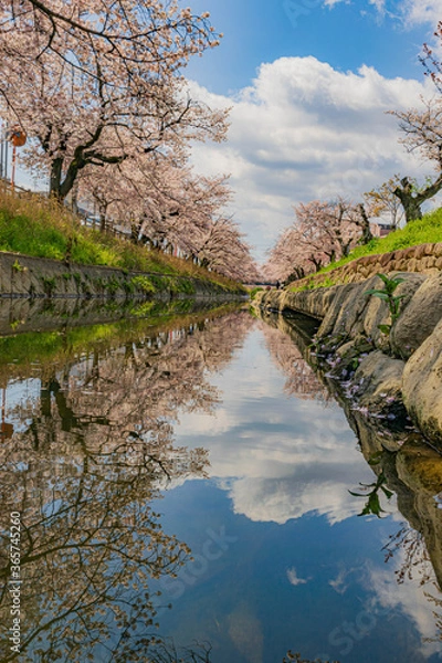 Obraz 高田千本桜