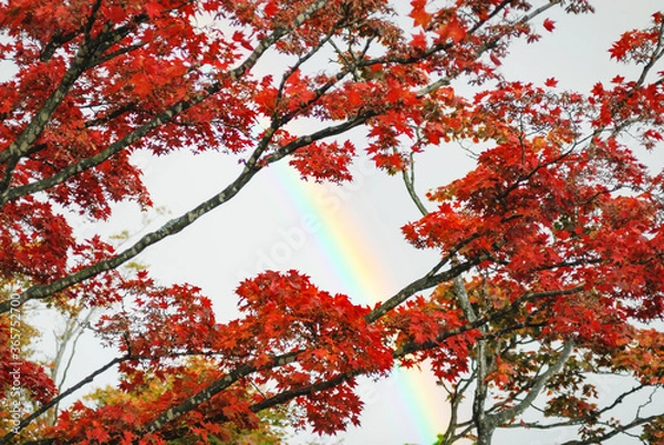 Fototapeta 秋　虹　素材