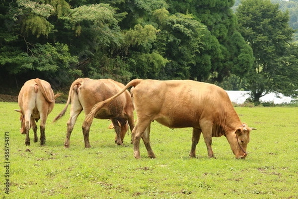 Obraz 肥後の赤牛