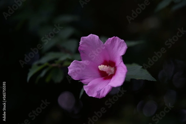 Obraz Light Pink Flower of Rose of Sharon in Full Bloom