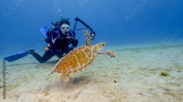 Fototapeta A Young Female Scuba Diver Photographs a Green Turtle at the Frederiksted Pier in St Croix in the US Virgin Islands