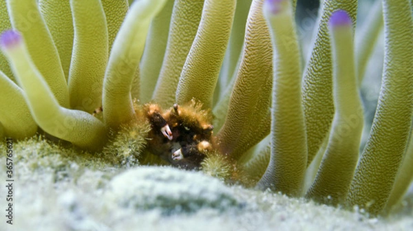Obraz A Banded Clinging Crab in a Purple Tipped Anemone at the Frederiksted Pier in St Croix of the US Virgin Islands