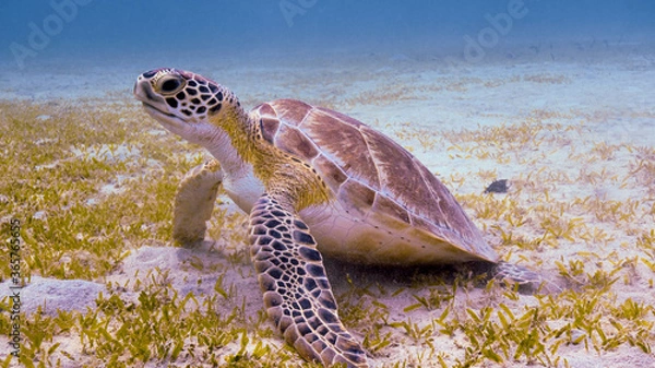 Fototapeta A Green Turtle Rests on the Sea Grass at the Frederiksted Pier in St Croix of the US Virgin Islands