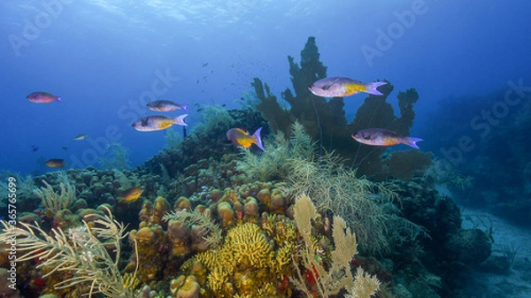Obraz A School of Creole Wrasse Swim Over the Reef of the North Shore of St Croix in the US Virgin Islands