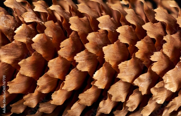 Fototapeta texture of natural spruce cone