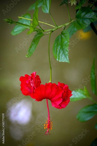 Obraz red flower on green