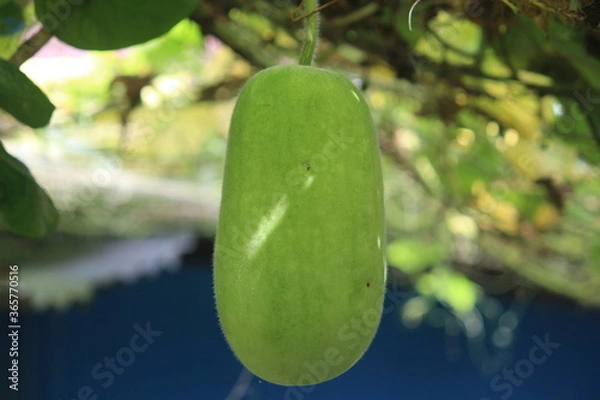 Obraz green leaf in the rain