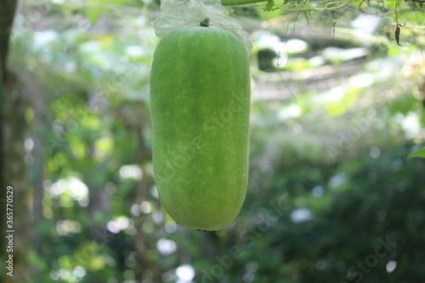 Obraz cucumber in the garden
