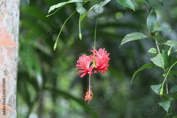 Obraz red flower in the garden