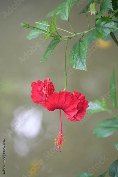 Obraz red and white flower