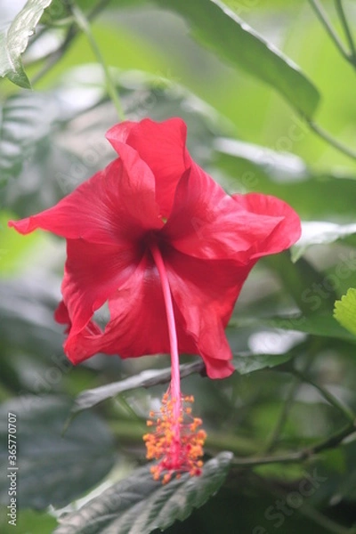 Obraz red hibiscus flower