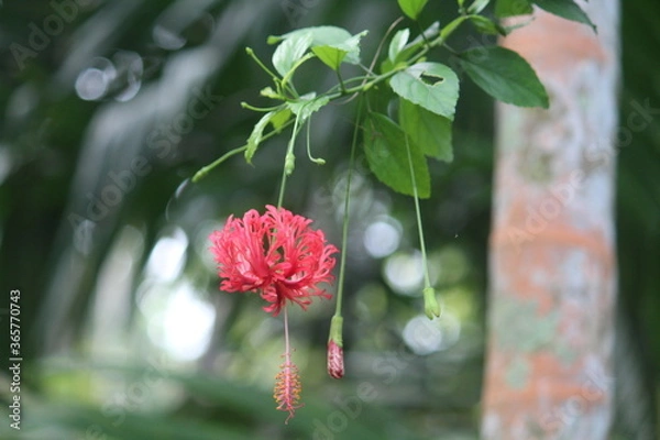 Obraz red flower in the rain
