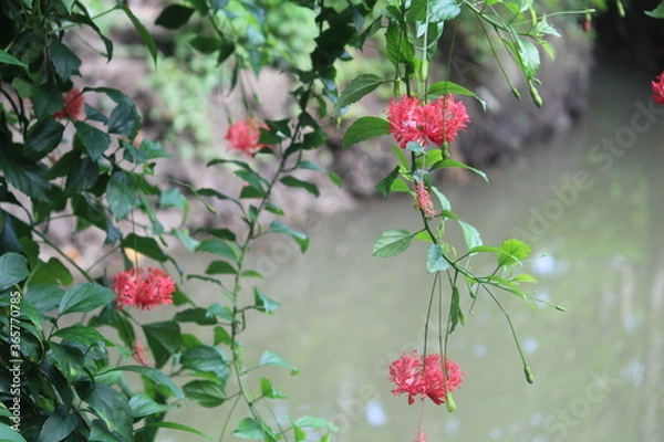 Obraz red berries on a bush