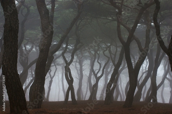 Fototapeta trees in the fog