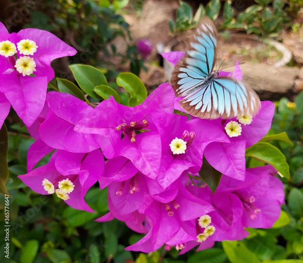 Obraz butterfly on flower