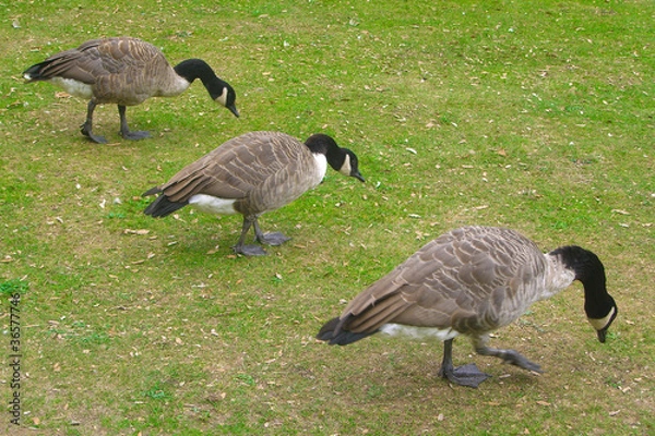 Obraz Three geese