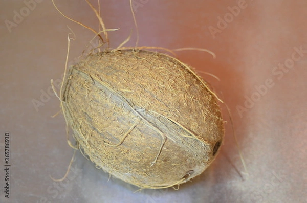 Fototapeta light coconut on metallic silver gray shiny background