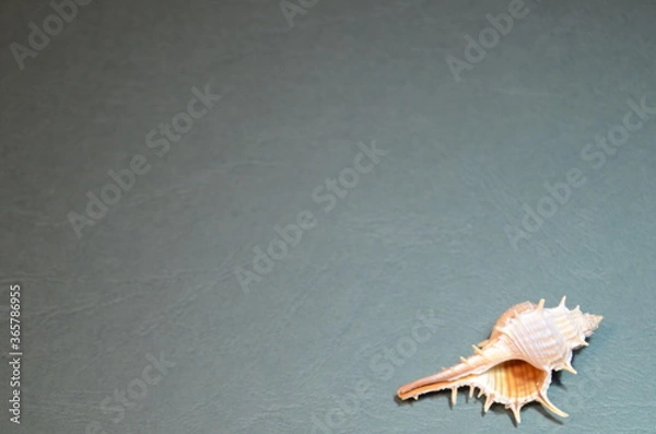 Fototapeta small light white and brown ocean shell with thorns on an embossed blue-green background close-up in the lower right corner of the image