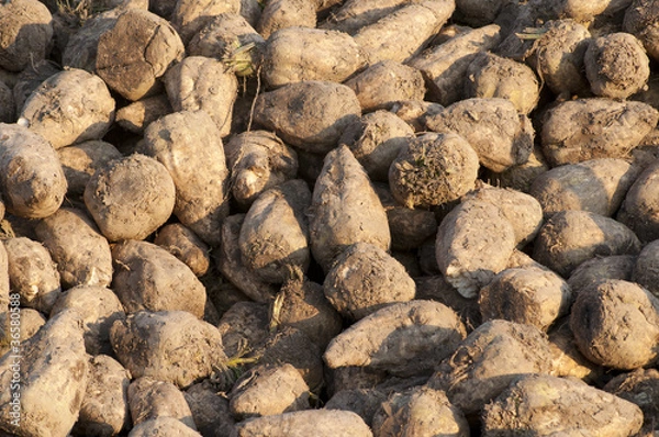 Obraz only sugar beets