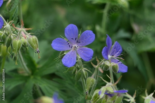 Fototapeta blue flowers in the garden