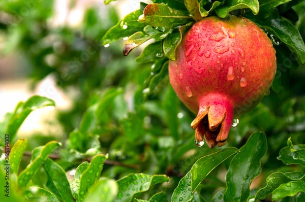 Obraz ざくろと緑色のテクスチャー