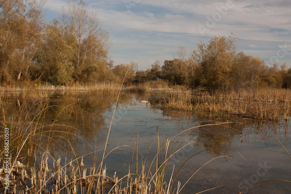 Obraz The bank of the autumn lake october