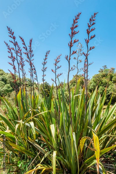 Obraz New Zealand flax