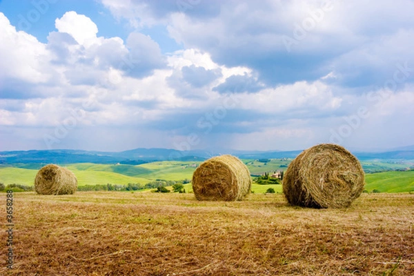 Obraz Hay Bales