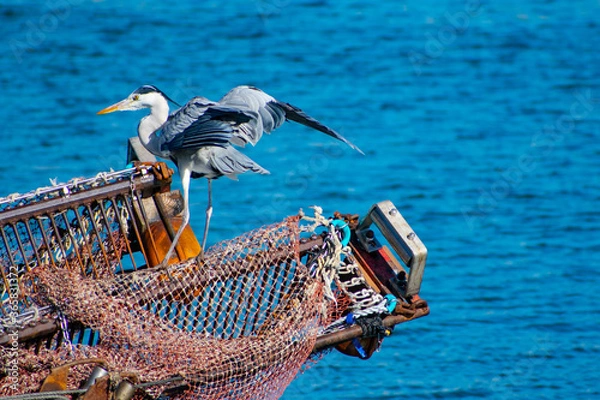 Obraz 漁船にとまるアオサギ